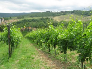 02 Tuscan Vineyard
